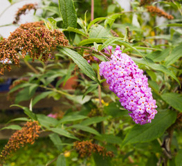 der letzteSommerflieder Buddleja
