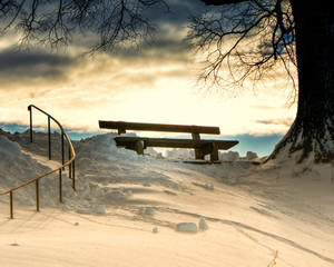 bench under a tree (94)