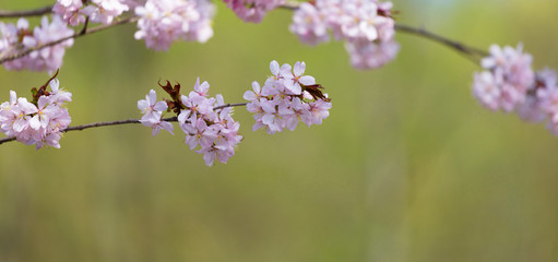 Oriental cherry branch with pink flowers on a green background