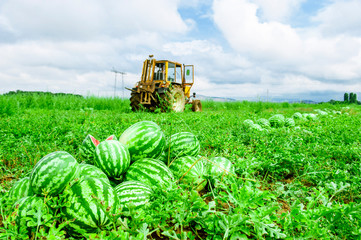Watermelons on the melon field 