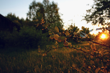 Berries on the prickly bushes