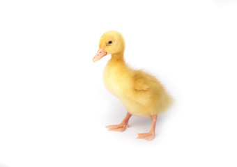 Duckling young baby duck
