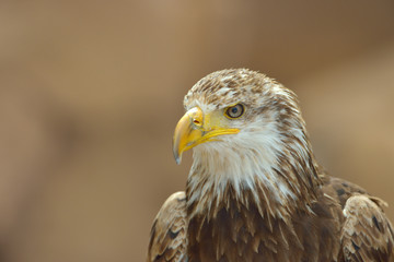The Bald Eagle (Haliaeetus leucocephalus)