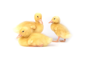 Ducks on a white background