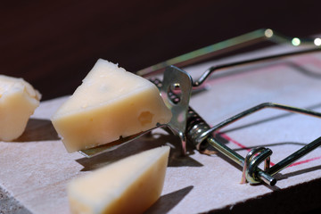cheese in a mousetrap