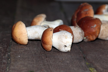 porcini mushrooms bunch at sunset