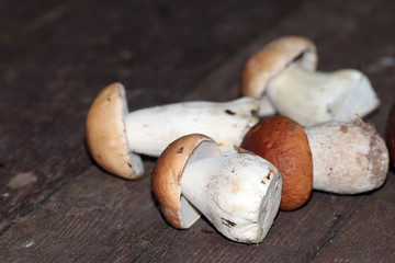 porcini mushrooms bunch at sunset