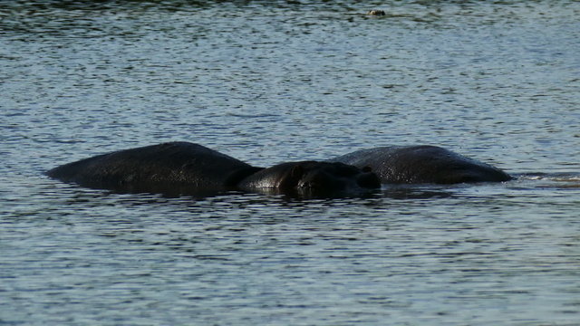 Two Hippos in water static camera. Africa. Kenya. Masai Mara. Travel tourism adventure in wild nature.