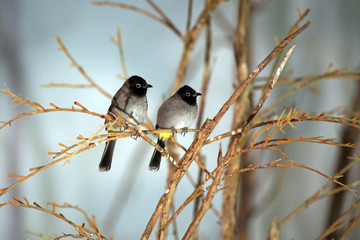 Spectacled Bulbul (or Yellow-Vented Bulbul), Al Ain, UAE