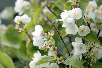 jasmine flower on a branch