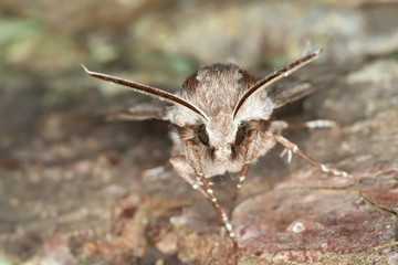 Pine hawk-moth, Sphinx pinastri on pine wood