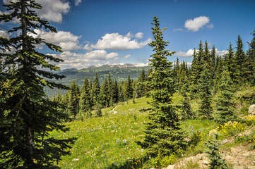 Among the trees