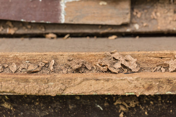 Close up damaged wood eaten by termite