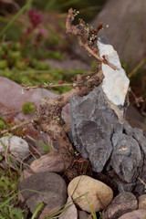 Bansal tree in nature