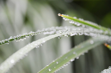 Gouttes de pluie en gros plan