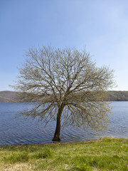 Baum im Wasser