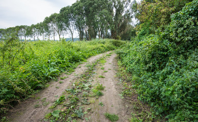 Fototapeta na wymiar Curved dirt road partially overgrown with weeds