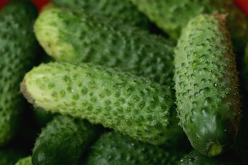 fresh crop of cucumbers