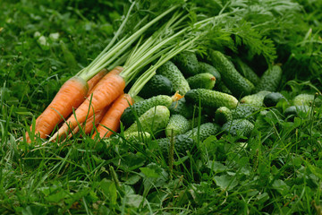 fresh crop of carrots and cucumbers
