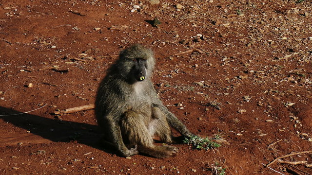 Olive baboon sitting on ground Safari static camera. Serengeti Ngorongoro. Tanzania. Africa. Travel tourism adventure in wild savanna nature.