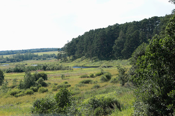 Fototapeta na wymiar summer landscape field