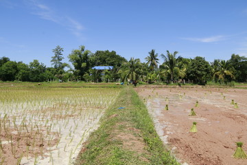 Obraz premium farmers in rice field