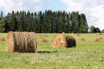 barley field in summer