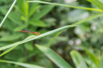 ベニイトトンボ