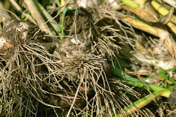 Garlic harvested from the garden