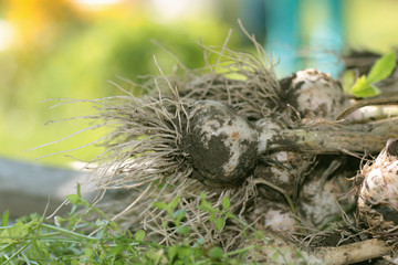 Garlic harvested from the garden