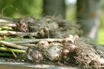 Garlic harvested from the garden