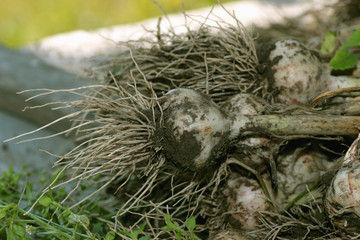 Garlic harvested from the garden