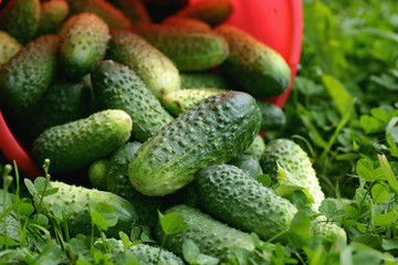 fresh crop of cucumbers
