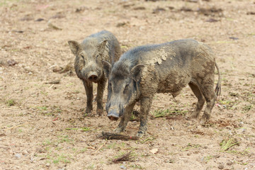 Fototapeta premium Two wild boar pig in the farm