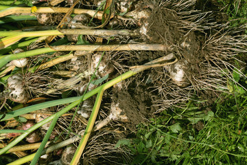 Garlic harvested from the garden