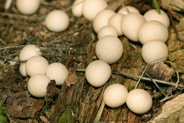 mushrooms, white round