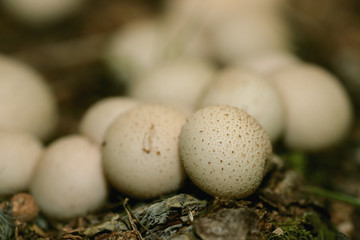 mushrooms, white round