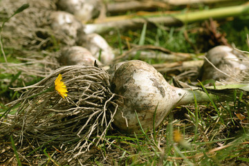 Fototapeta na wymiar Garlic harvested from the garden