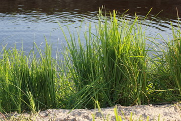 Green reeds close to lake 18265