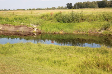 Pond in field near forest 18271