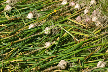 Garlic harvested from the garden