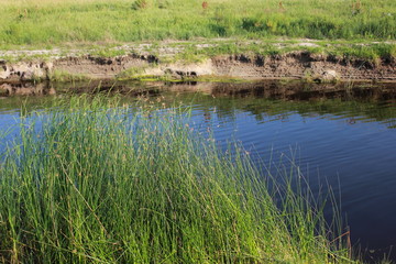 Green reeds close to lake 18273