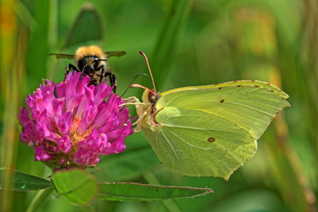 Common brimstone and bumblebee