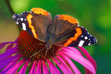 Red admiral