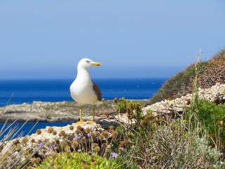 seagull