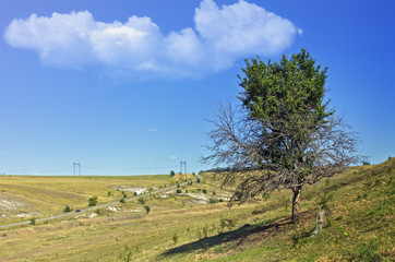 View on a big tree with a shadow 