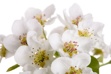 Blütenstand an einem Birnbaum, isoliert vor weißem Hintergrund