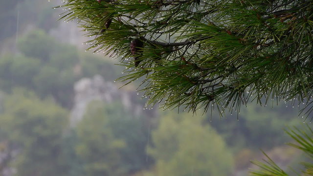  rainy winter day in the Mediterranean forest, where pine branches laas dripping water 
