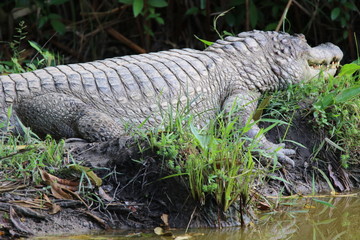 Guyane - Zoo - Août, 2015