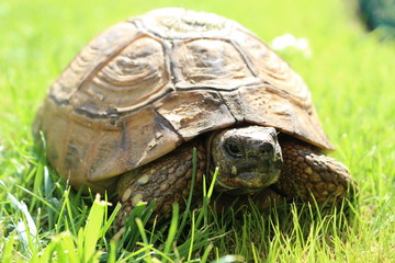 Tortue terrestre, jardin